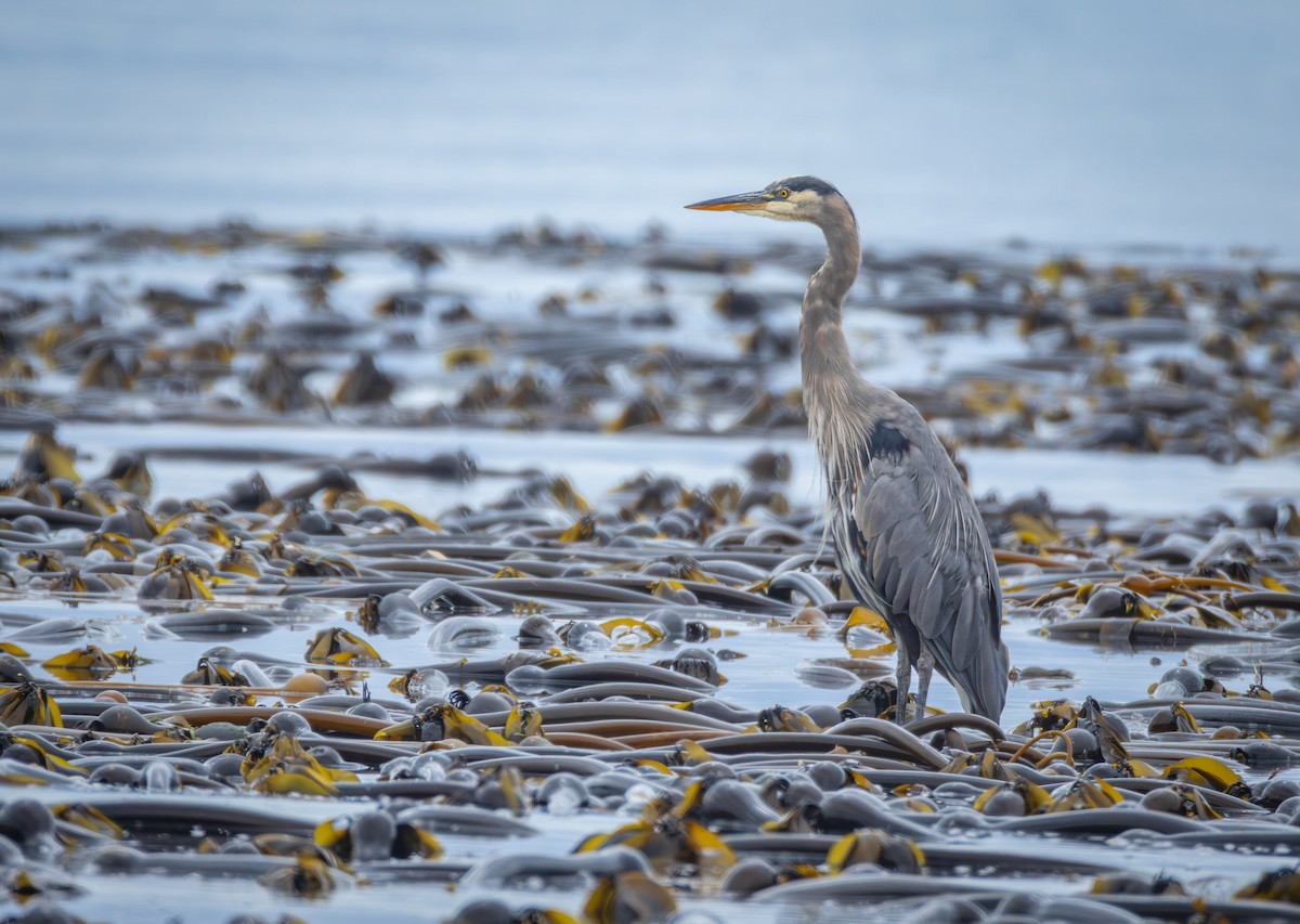 Great Blue Heron - ML640612288
