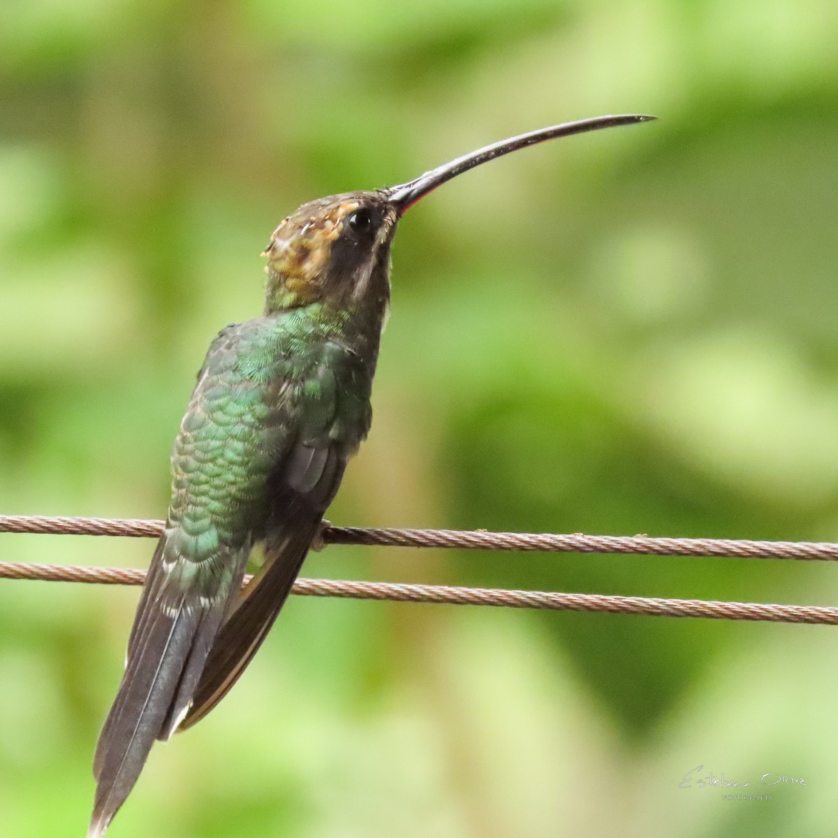Smaragdschattenkolibri - ML640612314