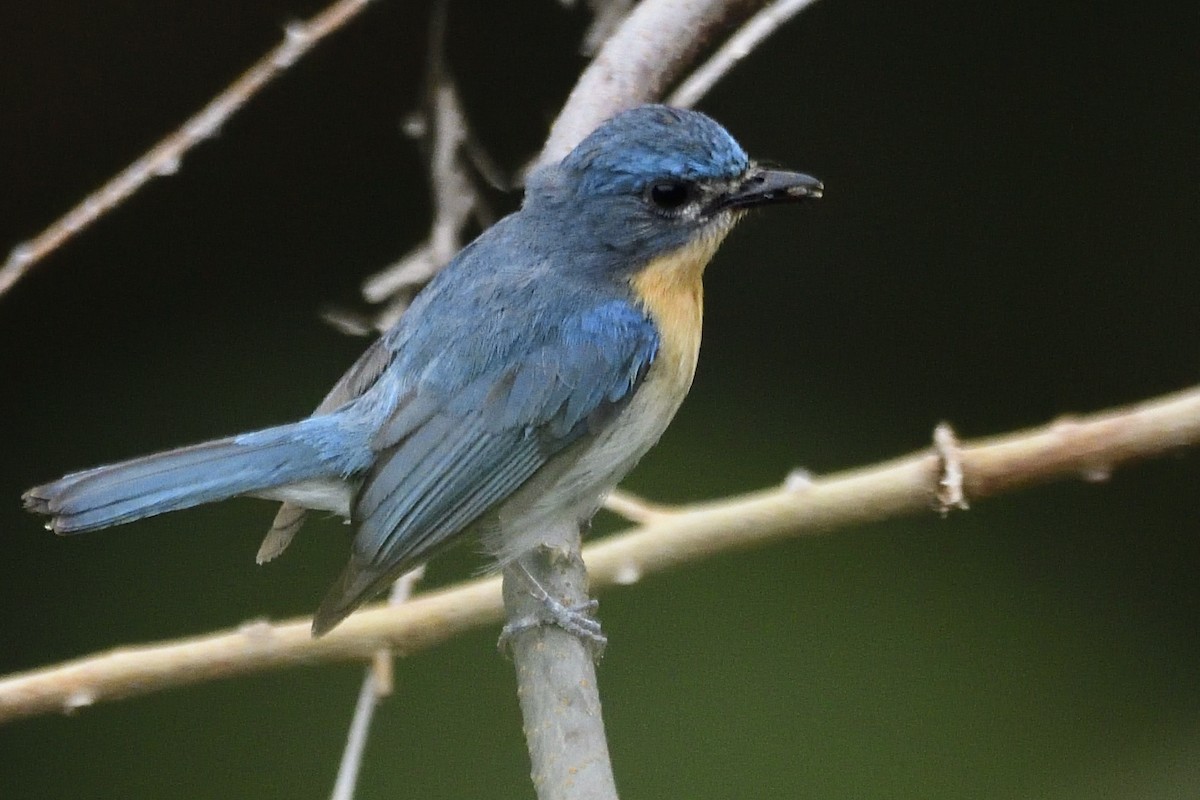 Tickell's Blue Flycatcher - ML640612327
