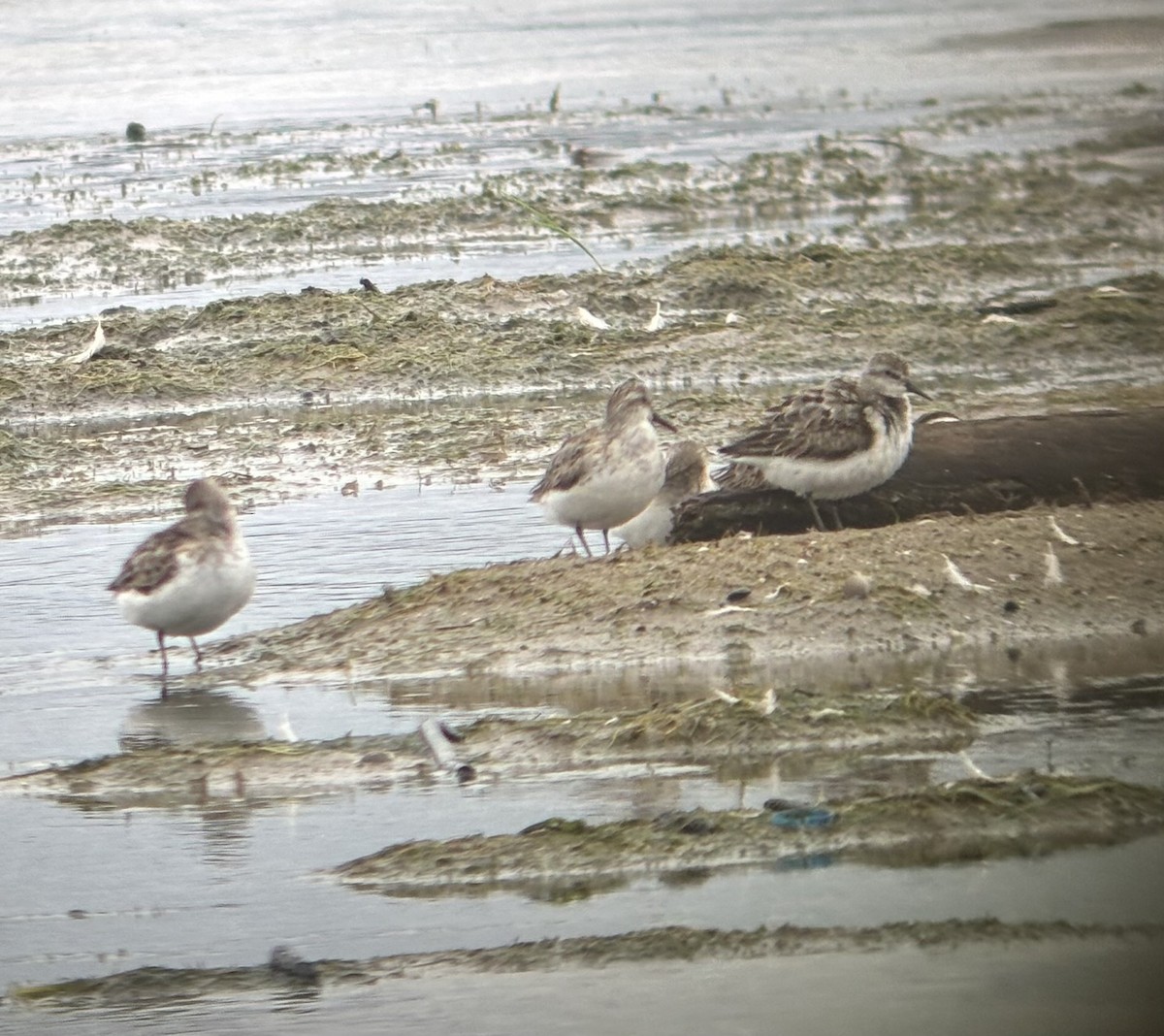 Least Sandpiper - ML640612347