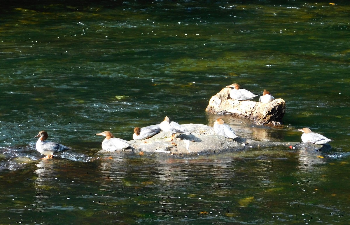 Common Merganser - ML640612403