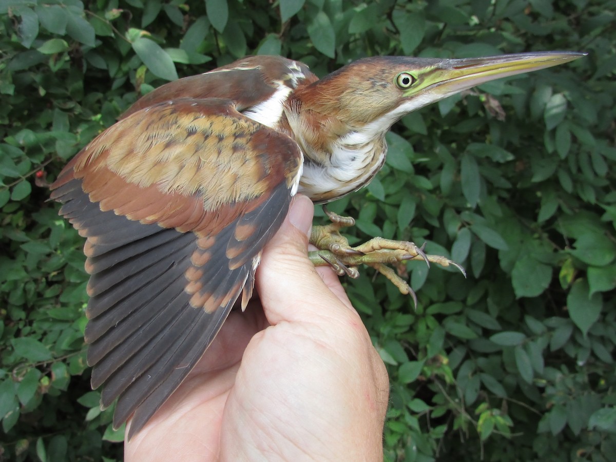 Least Bittern - ML640612426