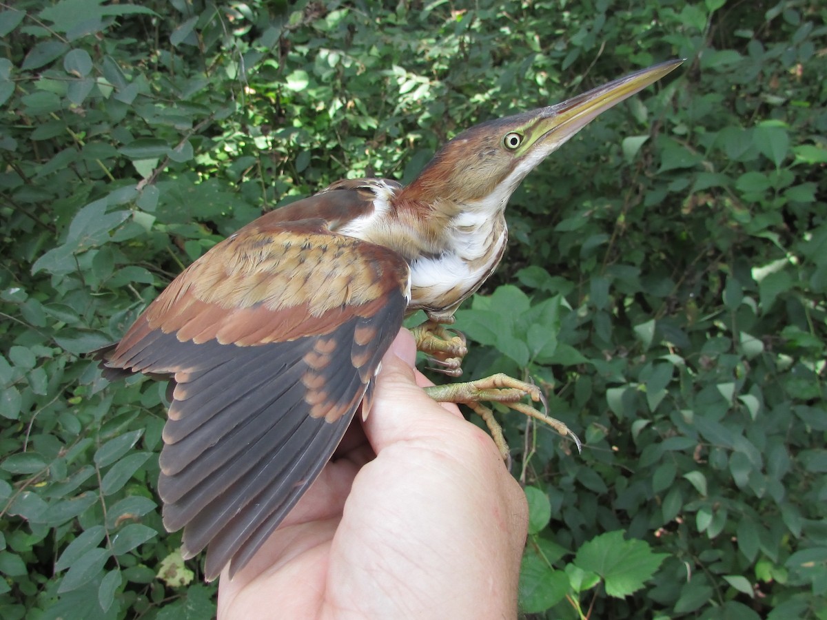 Least Bittern - ML640612427