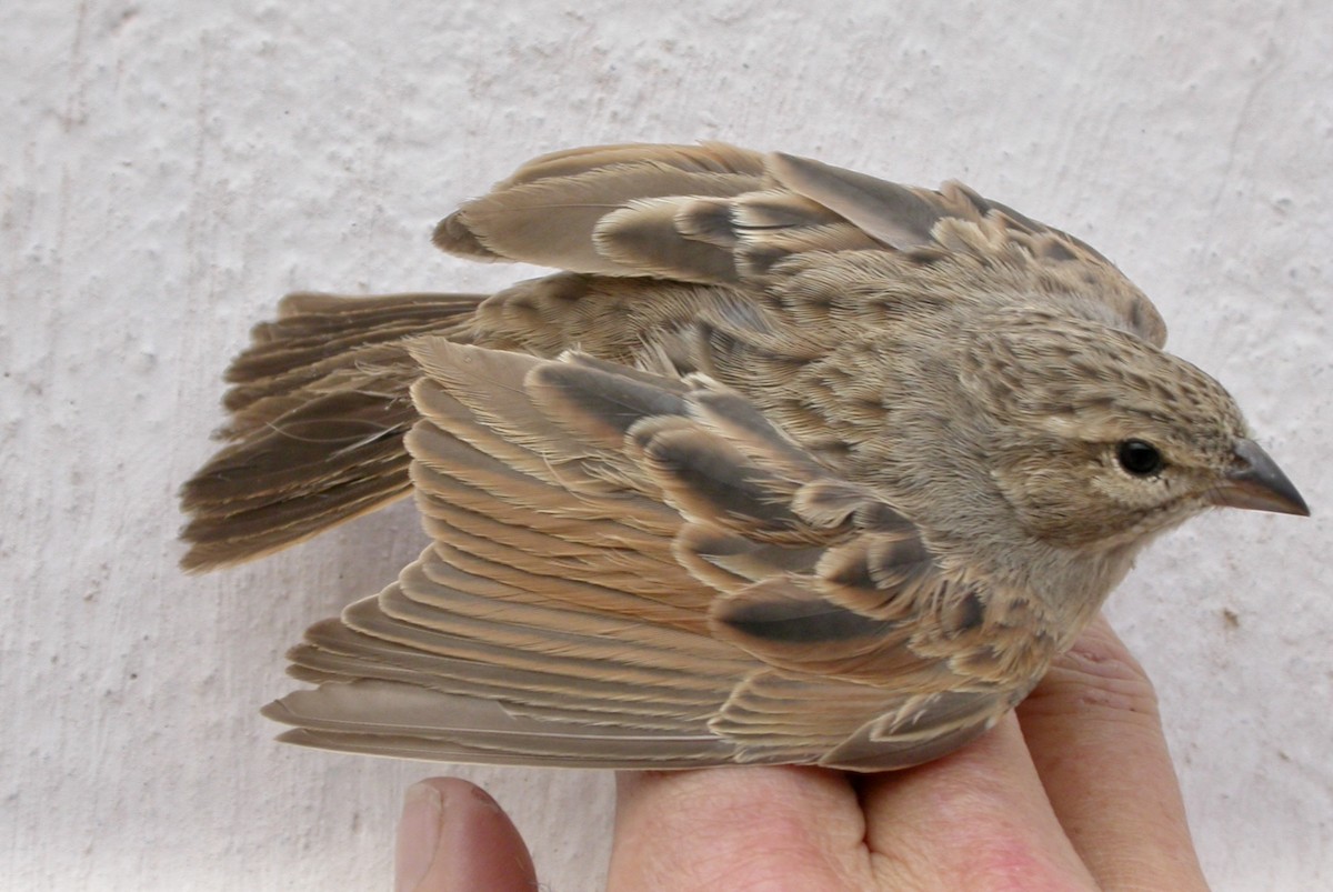 Lark-like Bunting - ML640612452