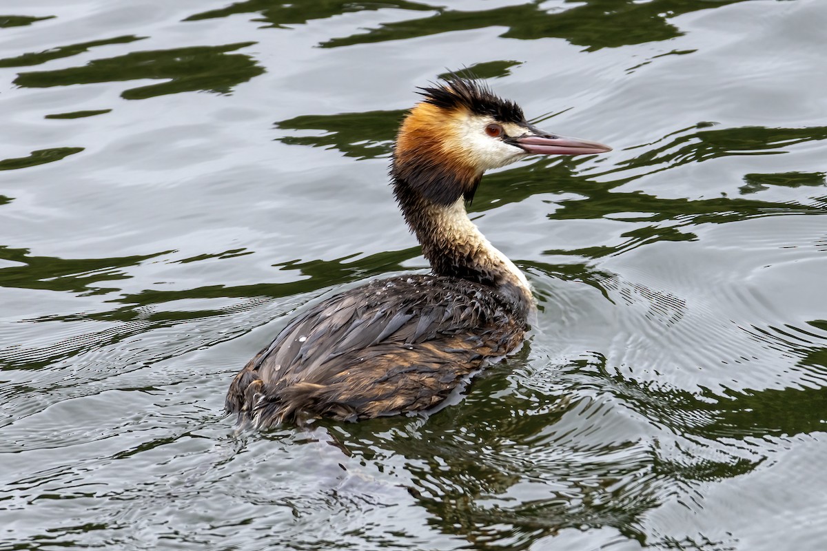 Great Crested Grebe - ML640612454