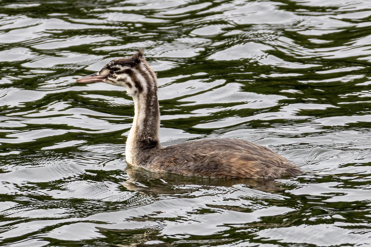 Great Crested Grebe - ML640612455