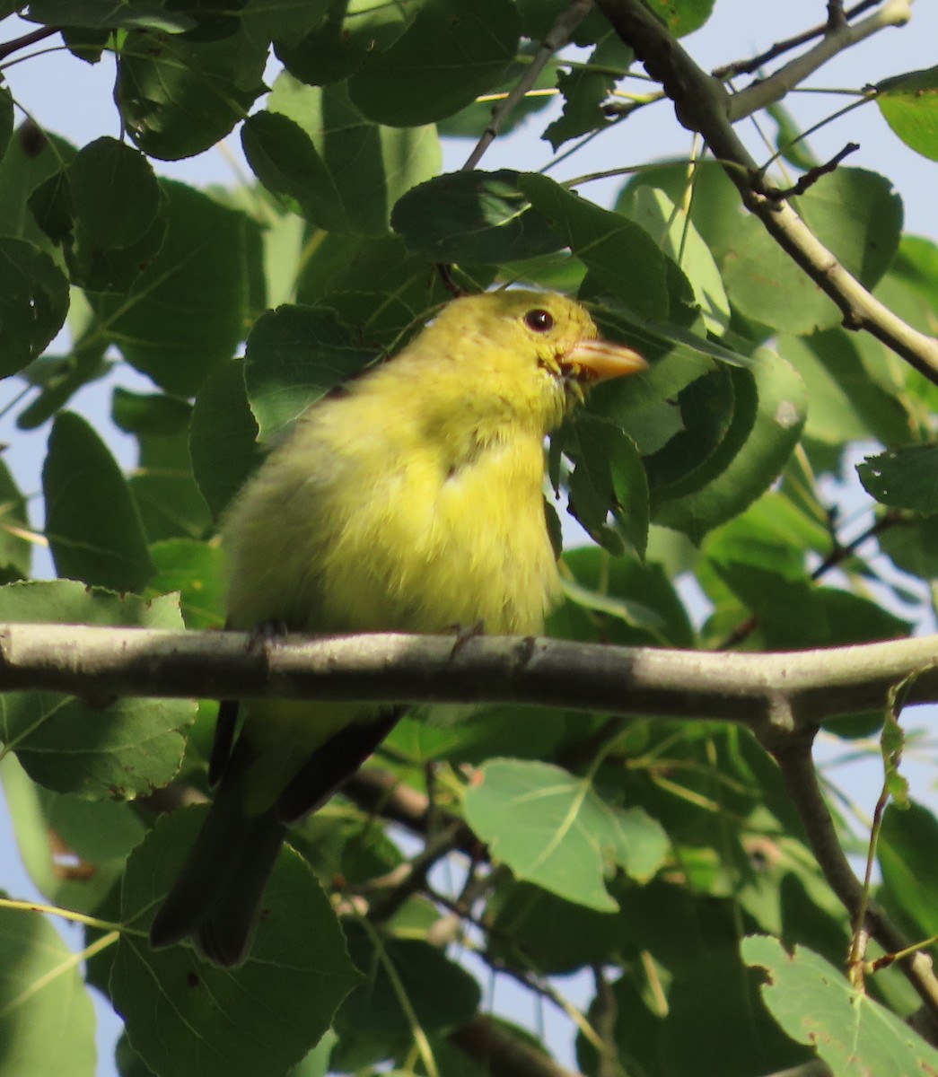 Scarlet Tanager - ML640612465