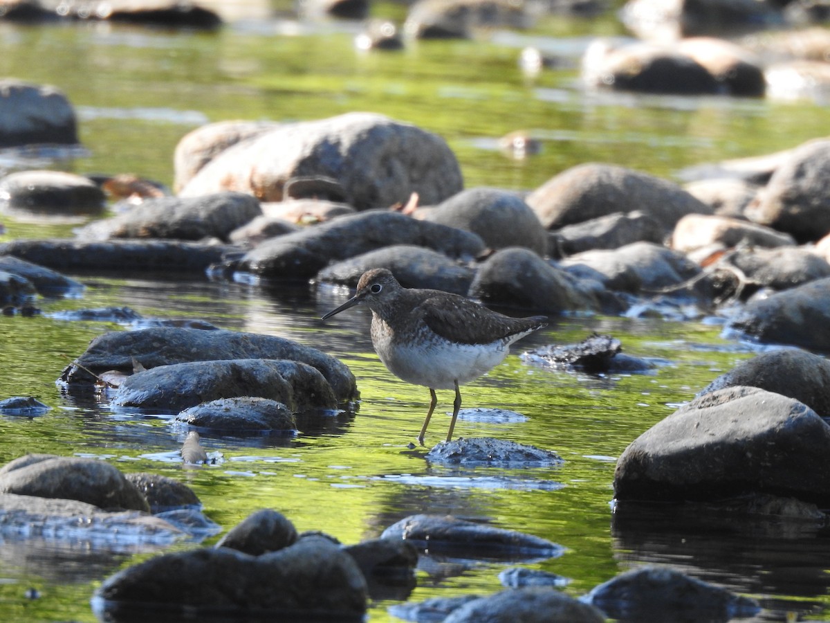 Solitary Sandpiper - ML640612478