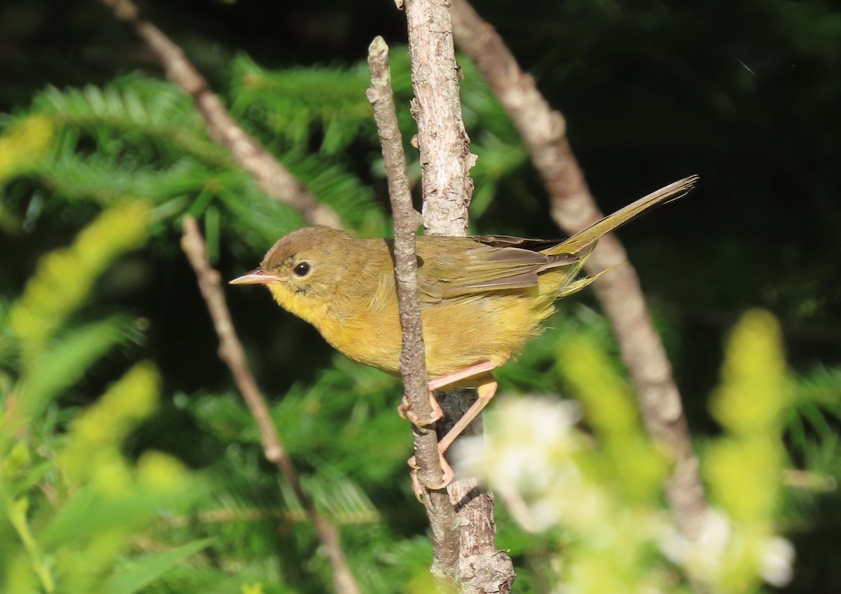 Common Yellowthroat - ML640612482