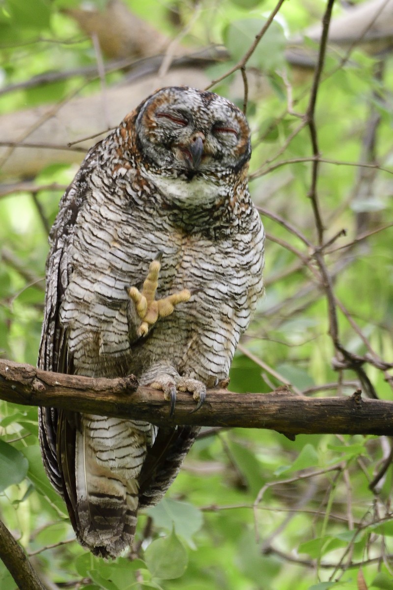 Mottled Wood-Owl - ML640612516