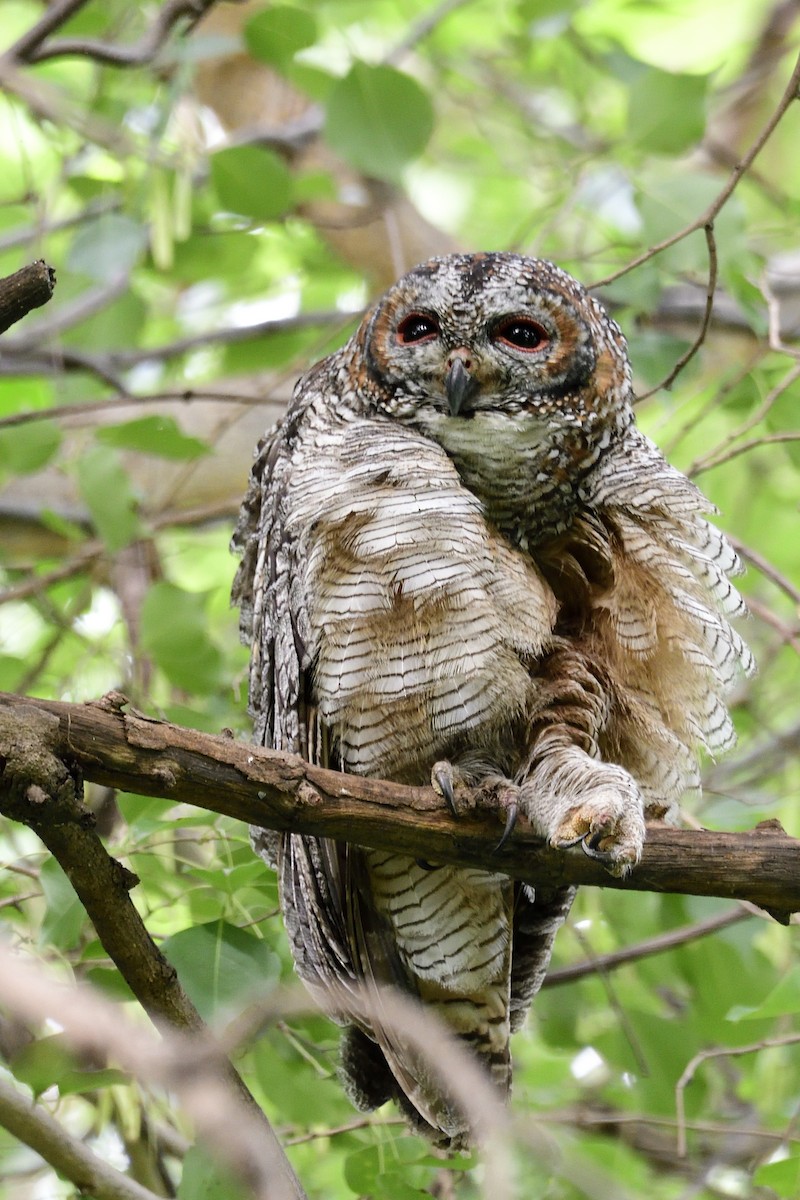 Mottled Wood-Owl - ML640612517