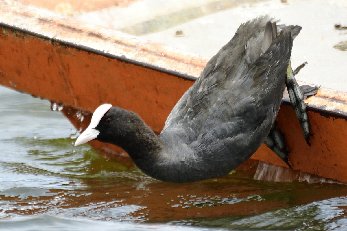 Халзан түнжүүр - ML640612527