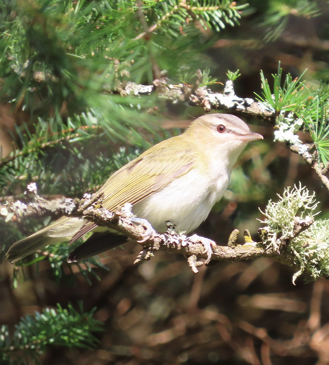 Red-eyed Vireo - ML640612534