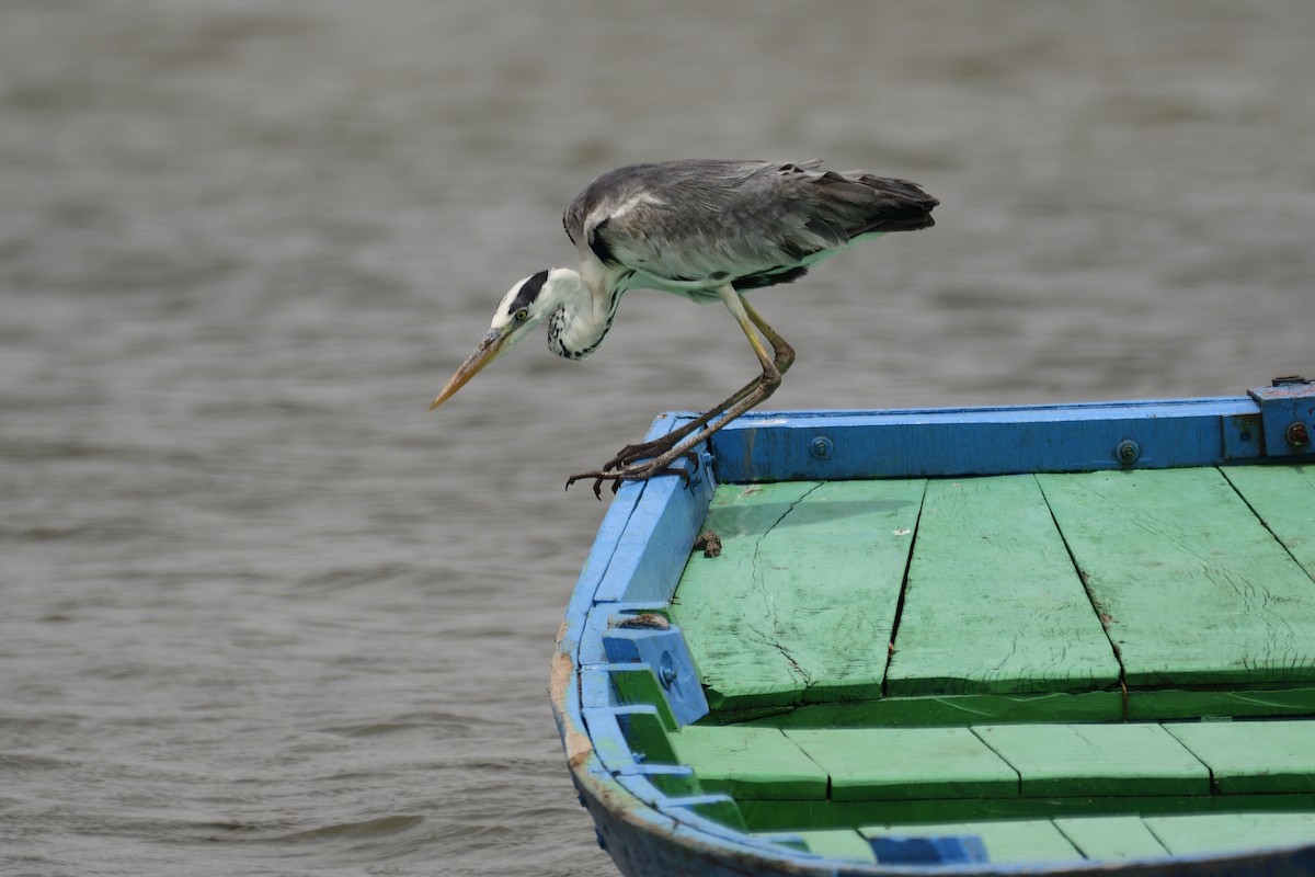 Хөх дэглий - ML640612537