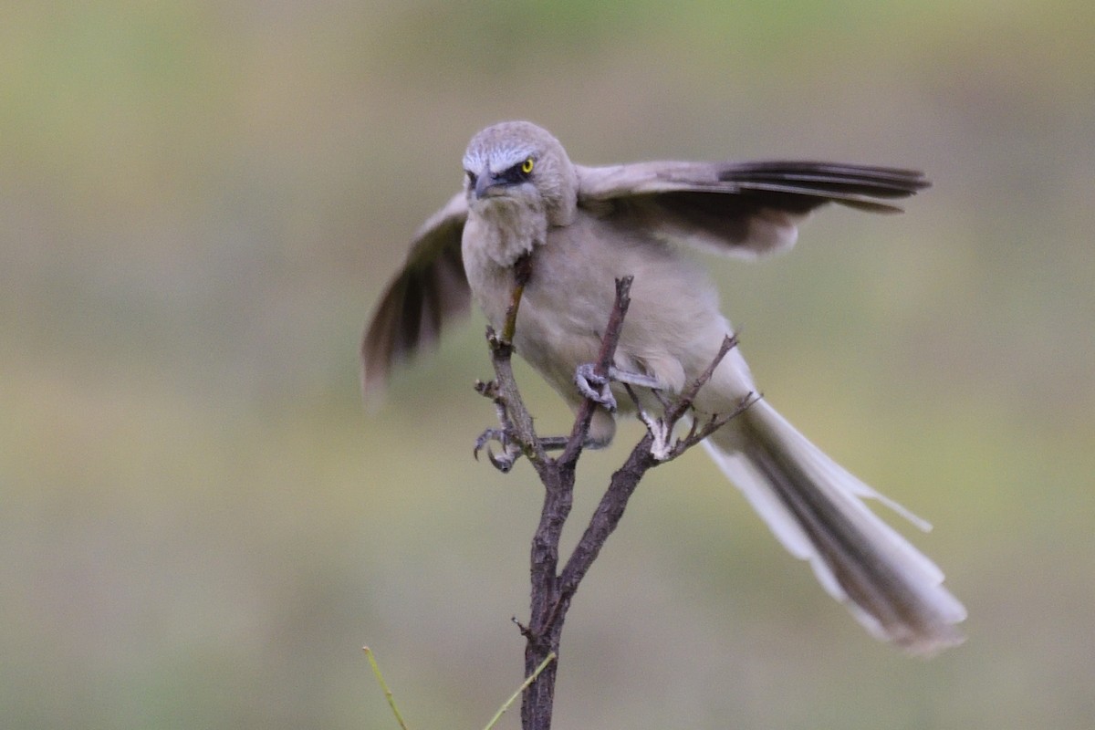 Large Gray Babbler - ML640612547