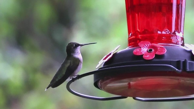 Ruby-throated Hummingbird - ML640612570