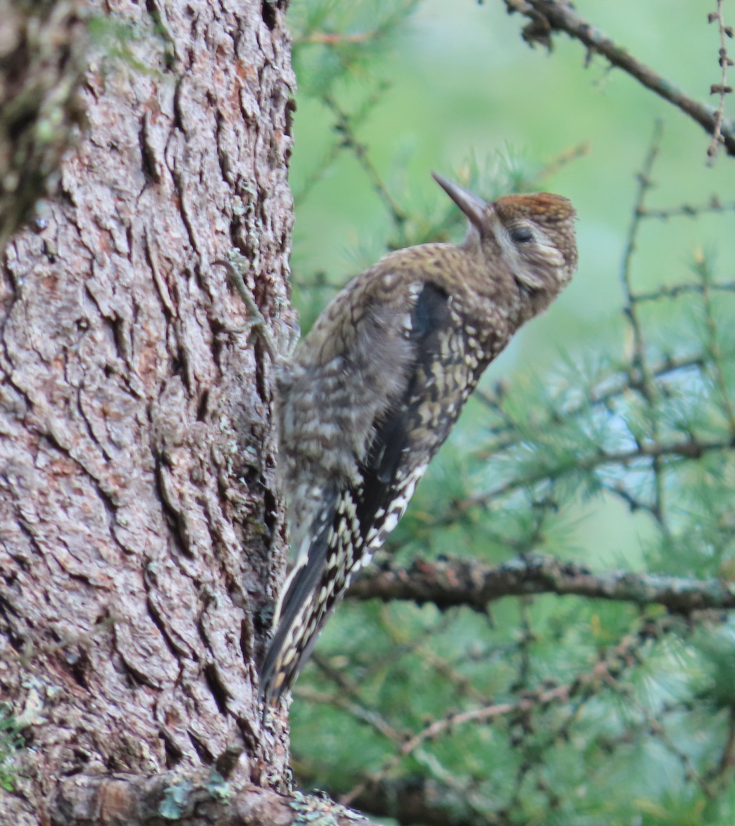 Yellow-bellied Sapsucker - ML640612579