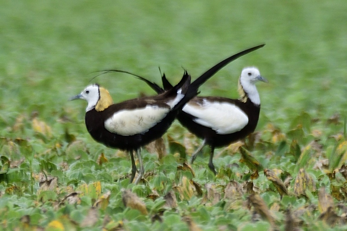Pheasant-tailed Jacana - ML640612588