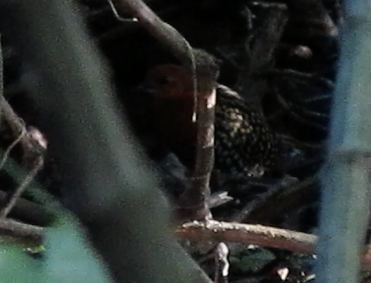 Buff-spotted Flufftail - ML640612753