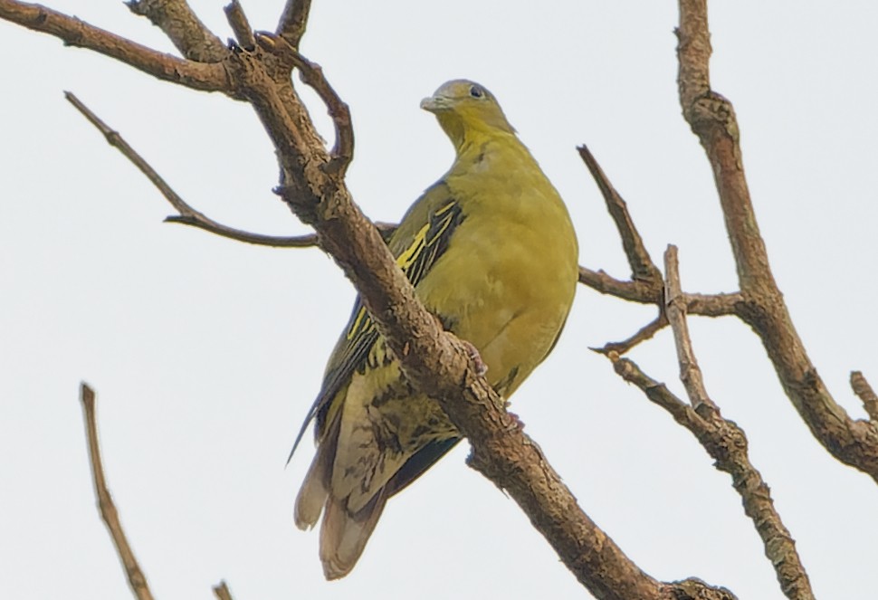 Gray-fronted Green-Pigeon - ML640612807
