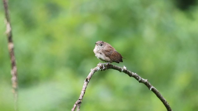 Northern House Wren - ML640612863