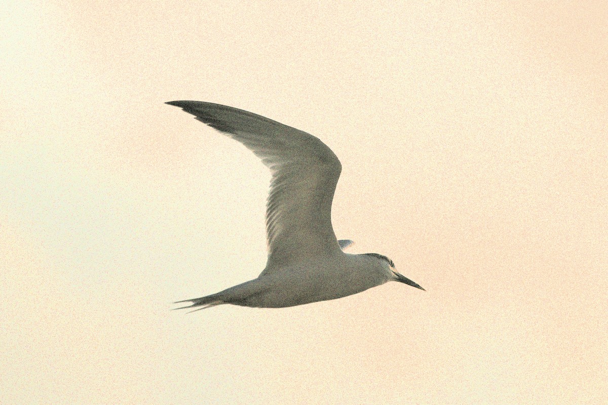 Sandwich Tern - ML640612909