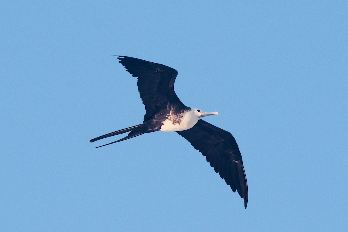 Magnificent Frigatebird - ML640612914