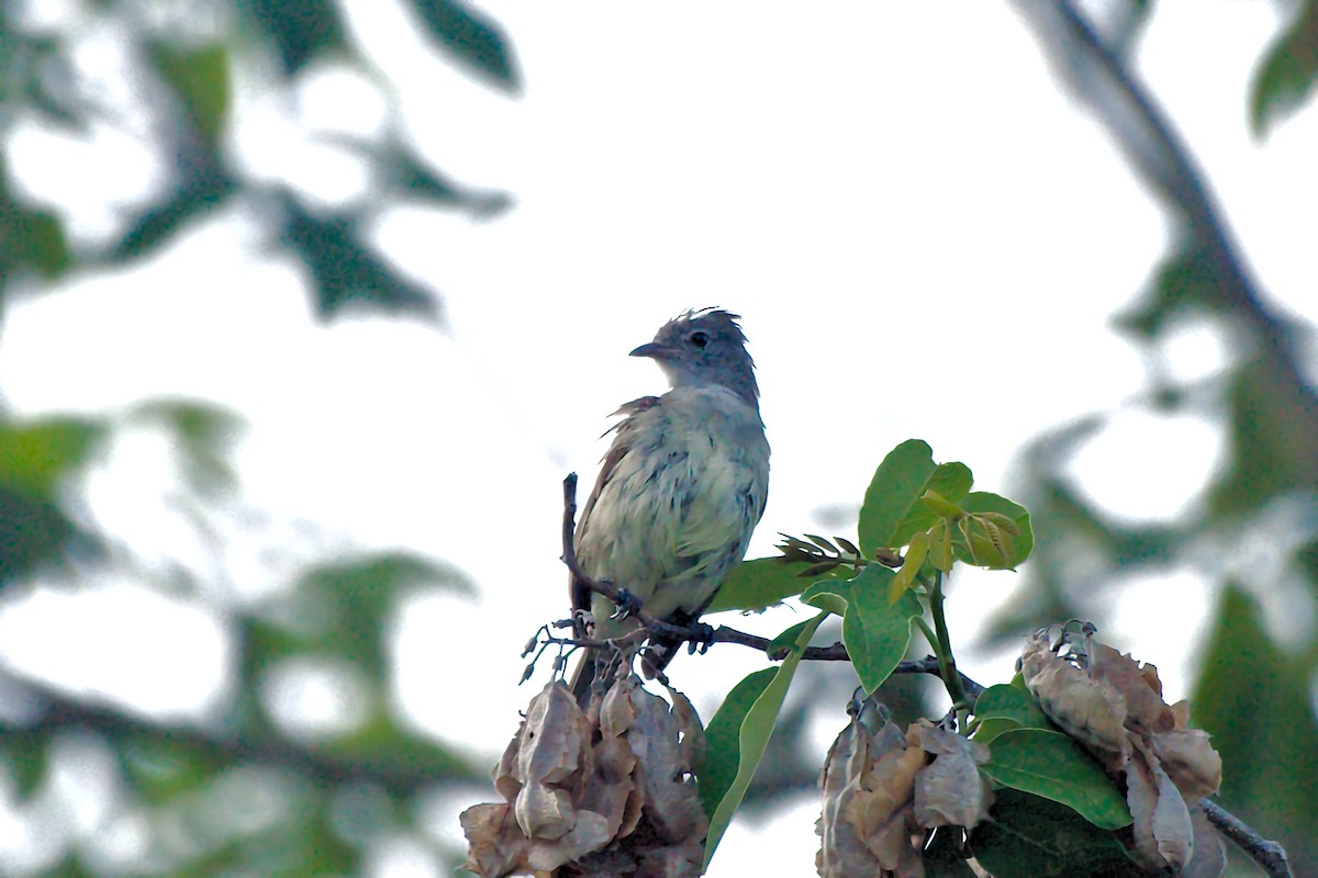 Yellow-bellied Elaenia - ML640612928