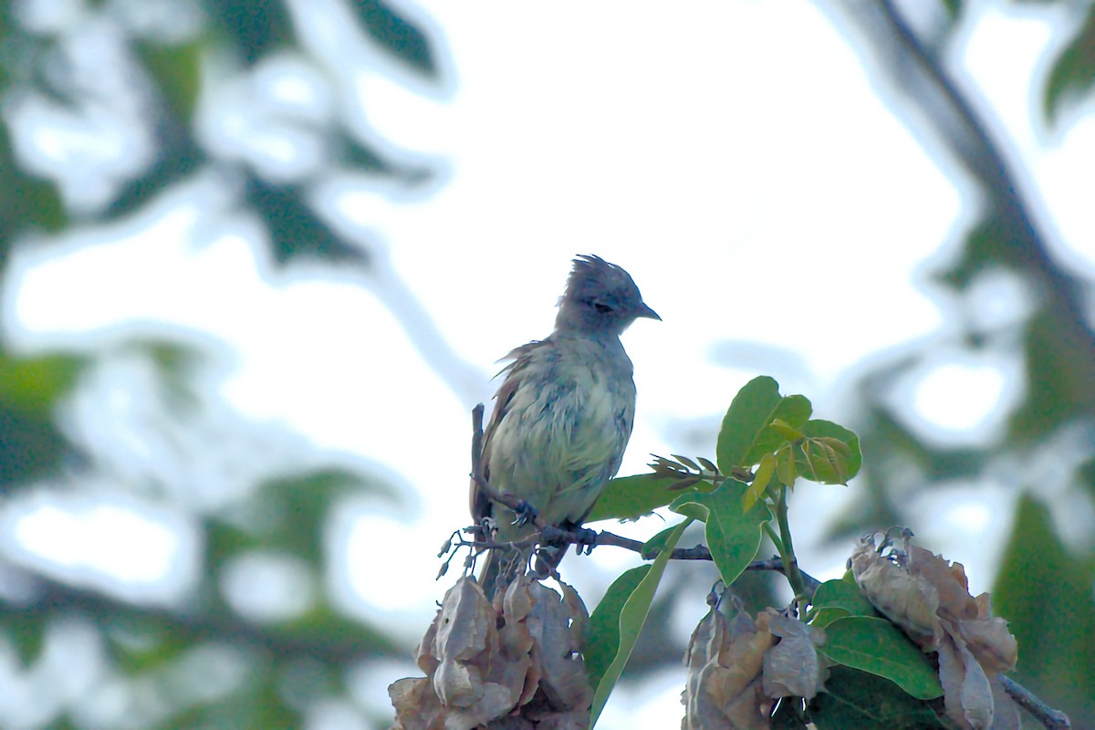 Yellow-bellied Elaenia - ML640612929