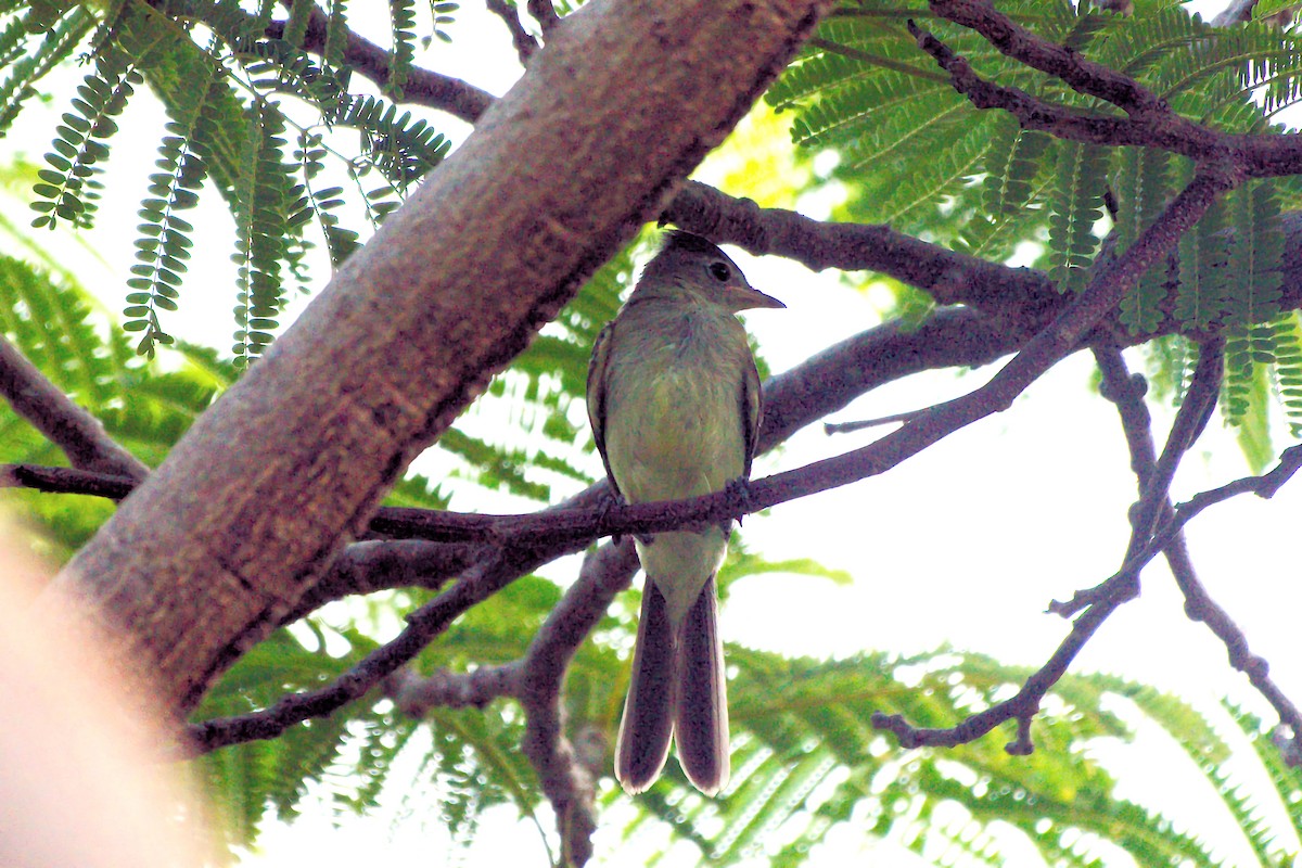 Yellow-bellied Elaenia - ML640612930