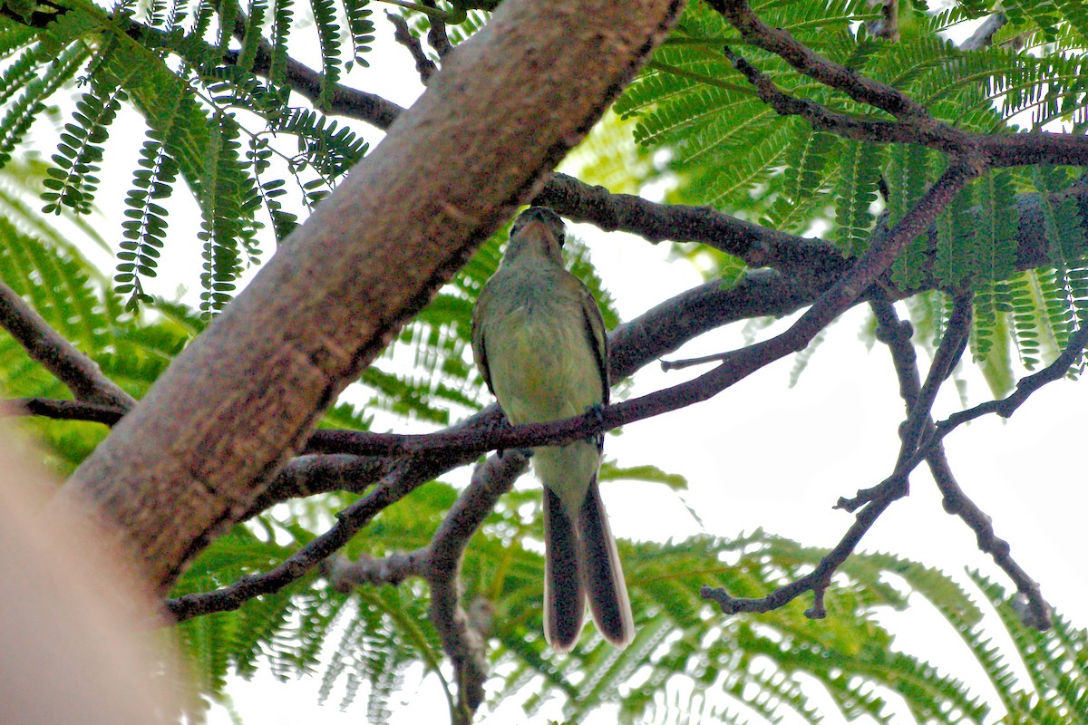 Yellow-bellied Elaenia - ML640612931