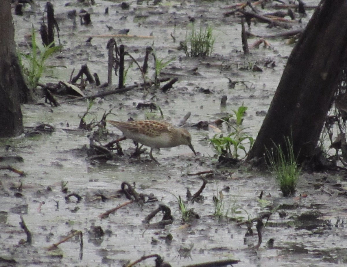 jespák drobný - ML640612939