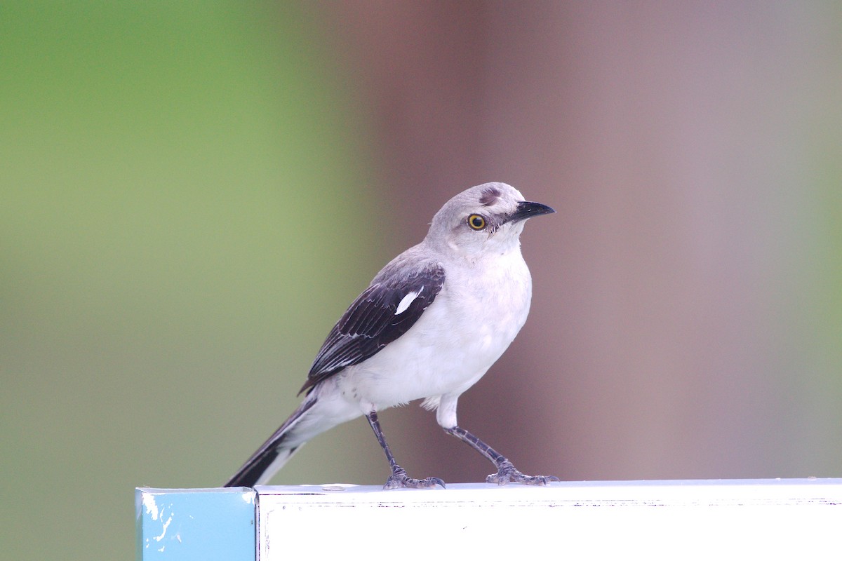 Tropical Mockingbird - ML640612971
