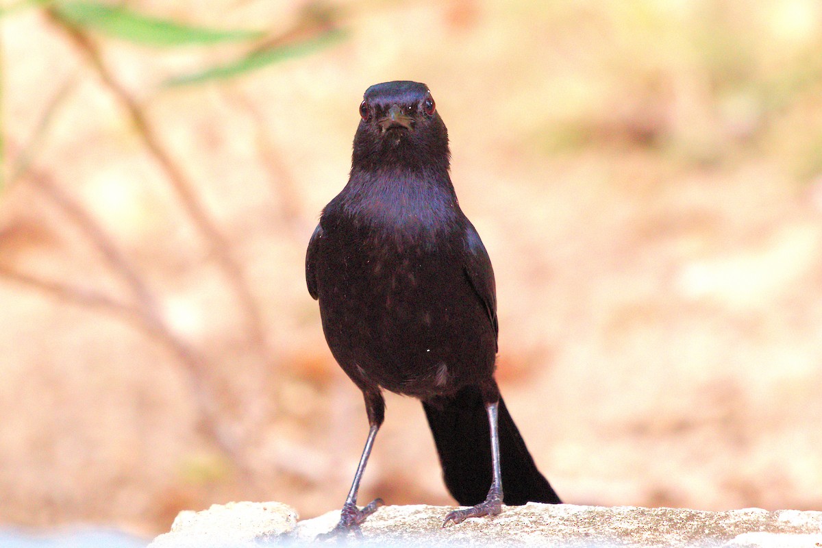 Melodious Blackbird - ML640612981