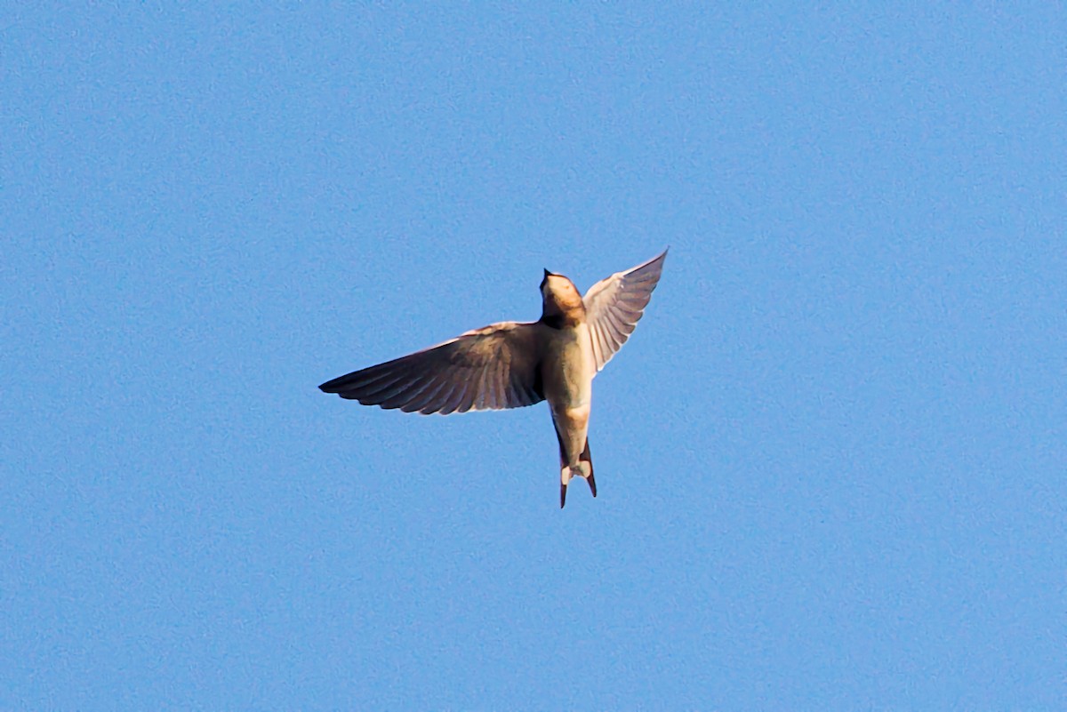 Barn Swallow - ML640613067