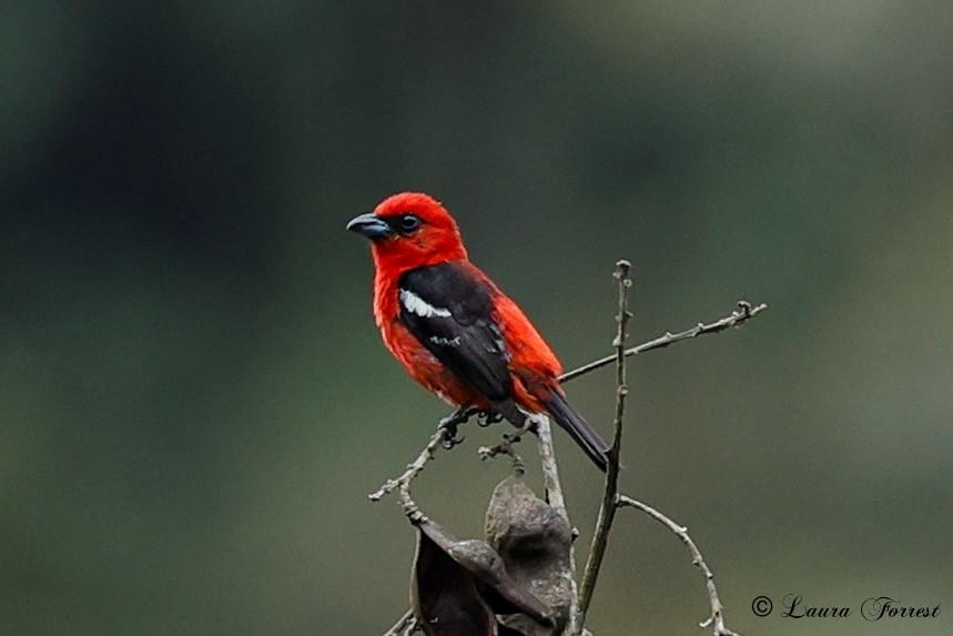 White-winged Tanager - ML640613102