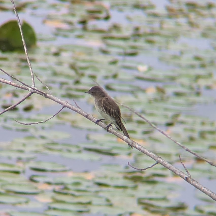Eastern Phoebe - ML640613282