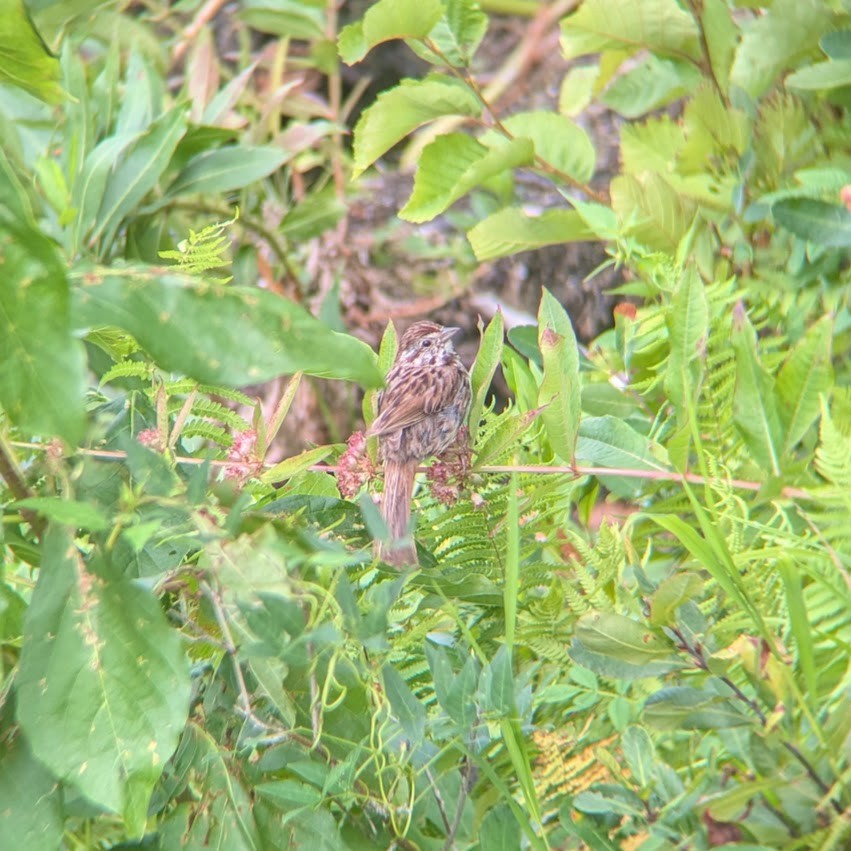Song Sparrow - ML640613289