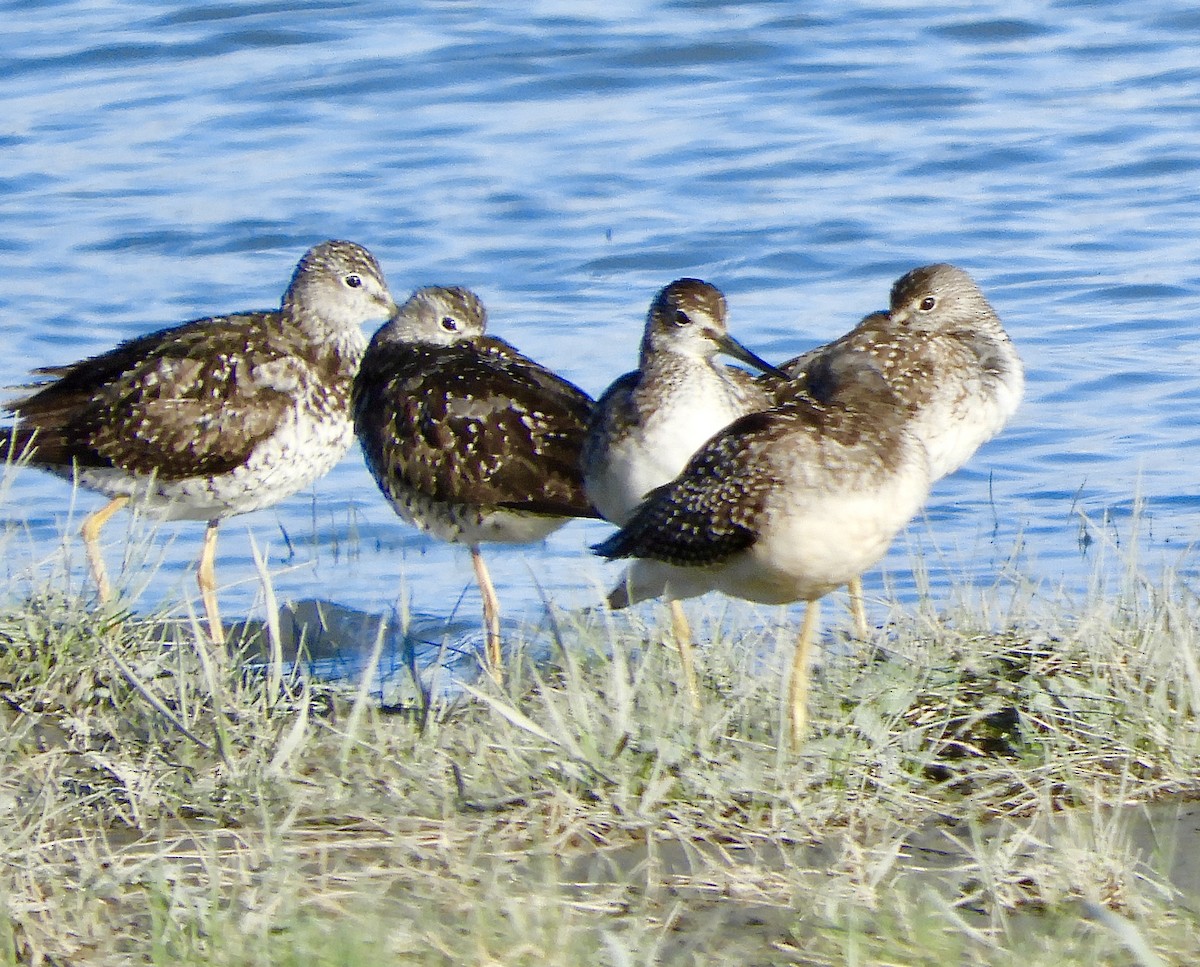 gulbeinsnipe/plystresnipe - ML640613465
