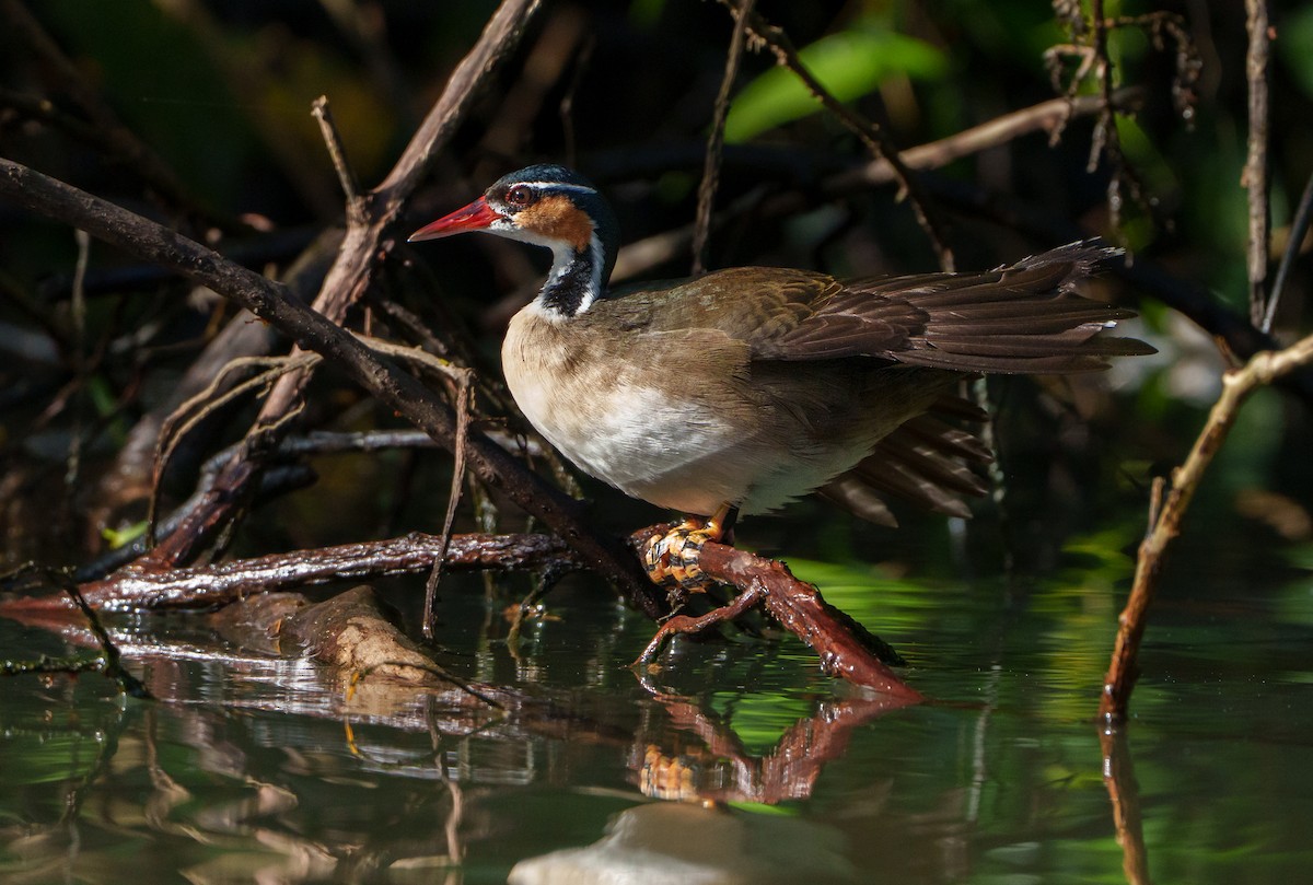 Sungrebe - ML640613528