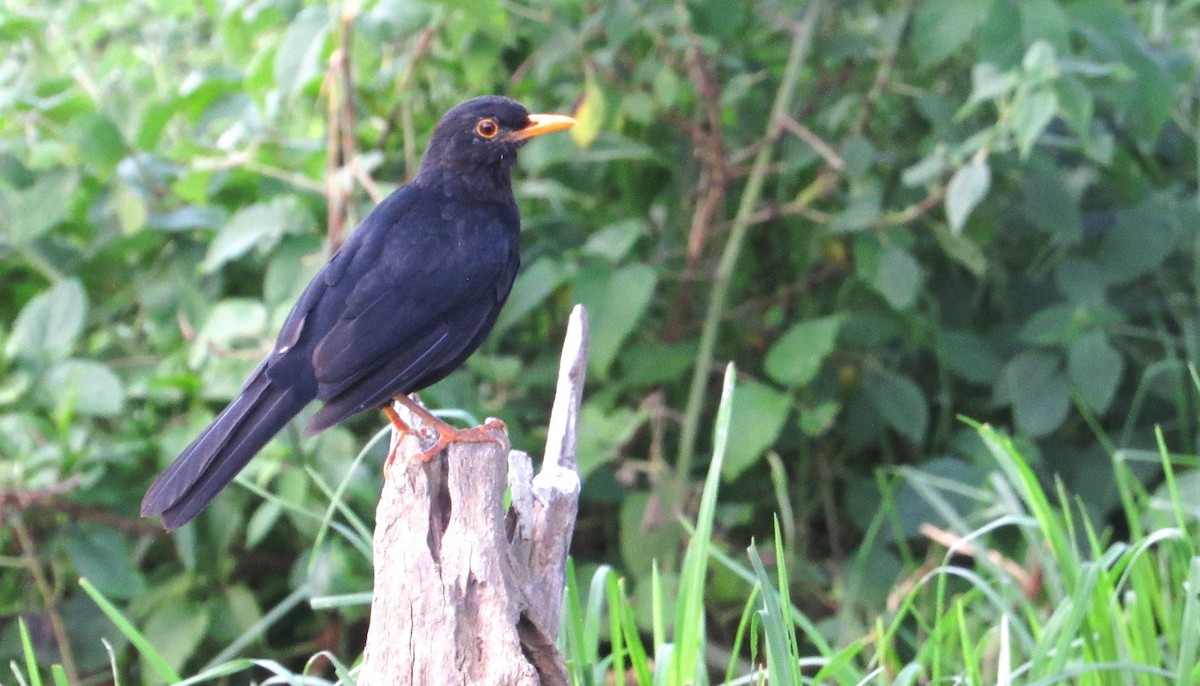 Glossy-black Thrush - ML640613590