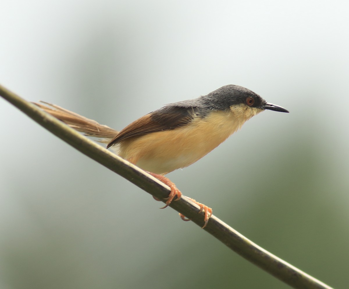 Prinia cendrée - ML640613652