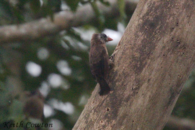 Naked-faced Barbet - ML640613653