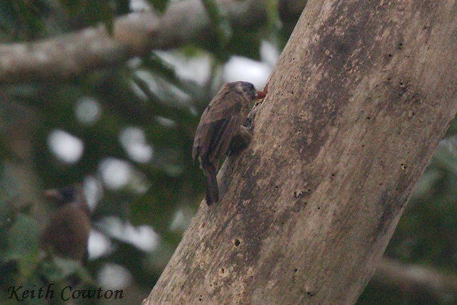 Naked-faced Barbet - ML640613654