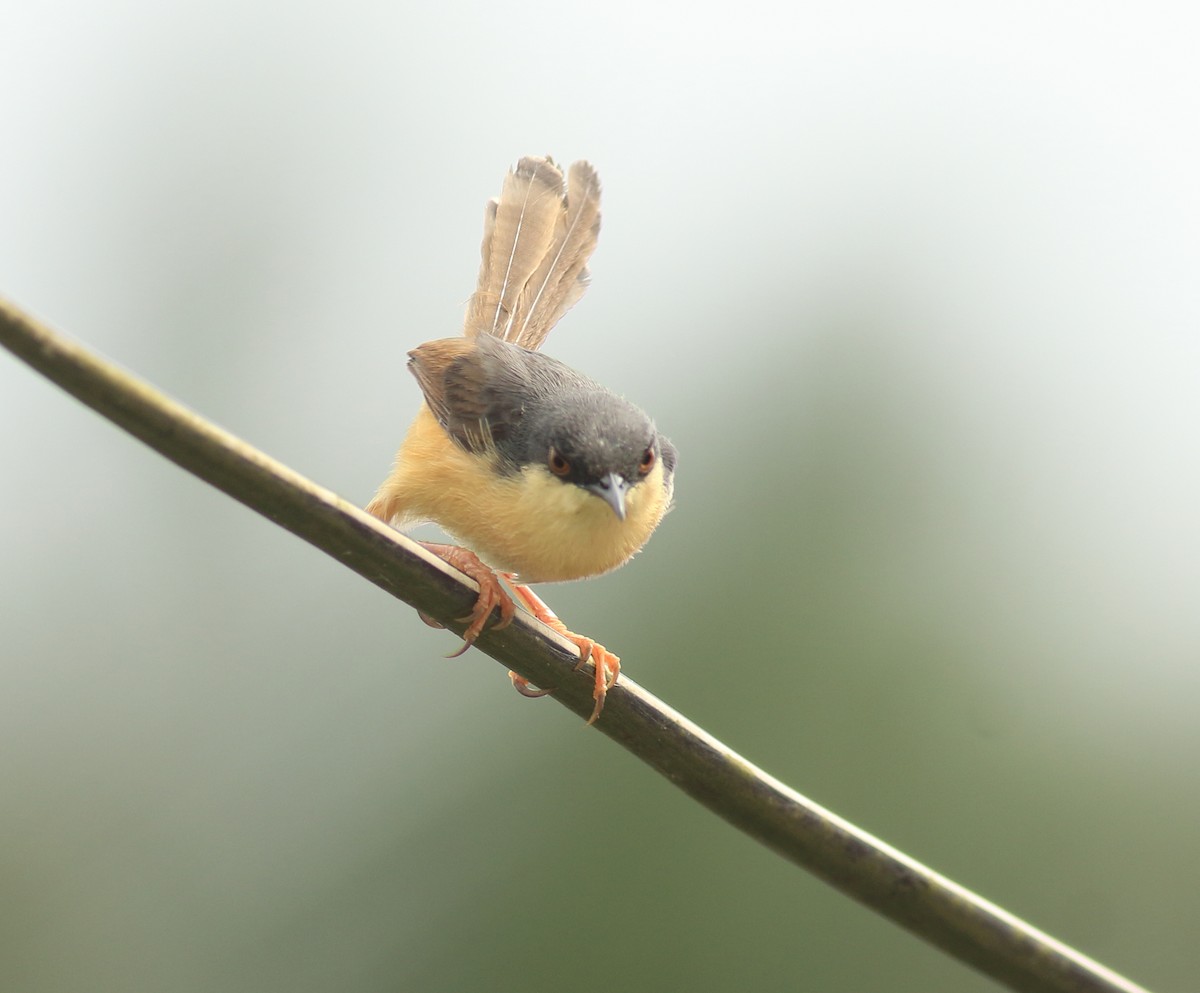 Prinia cendrée - ML640613655