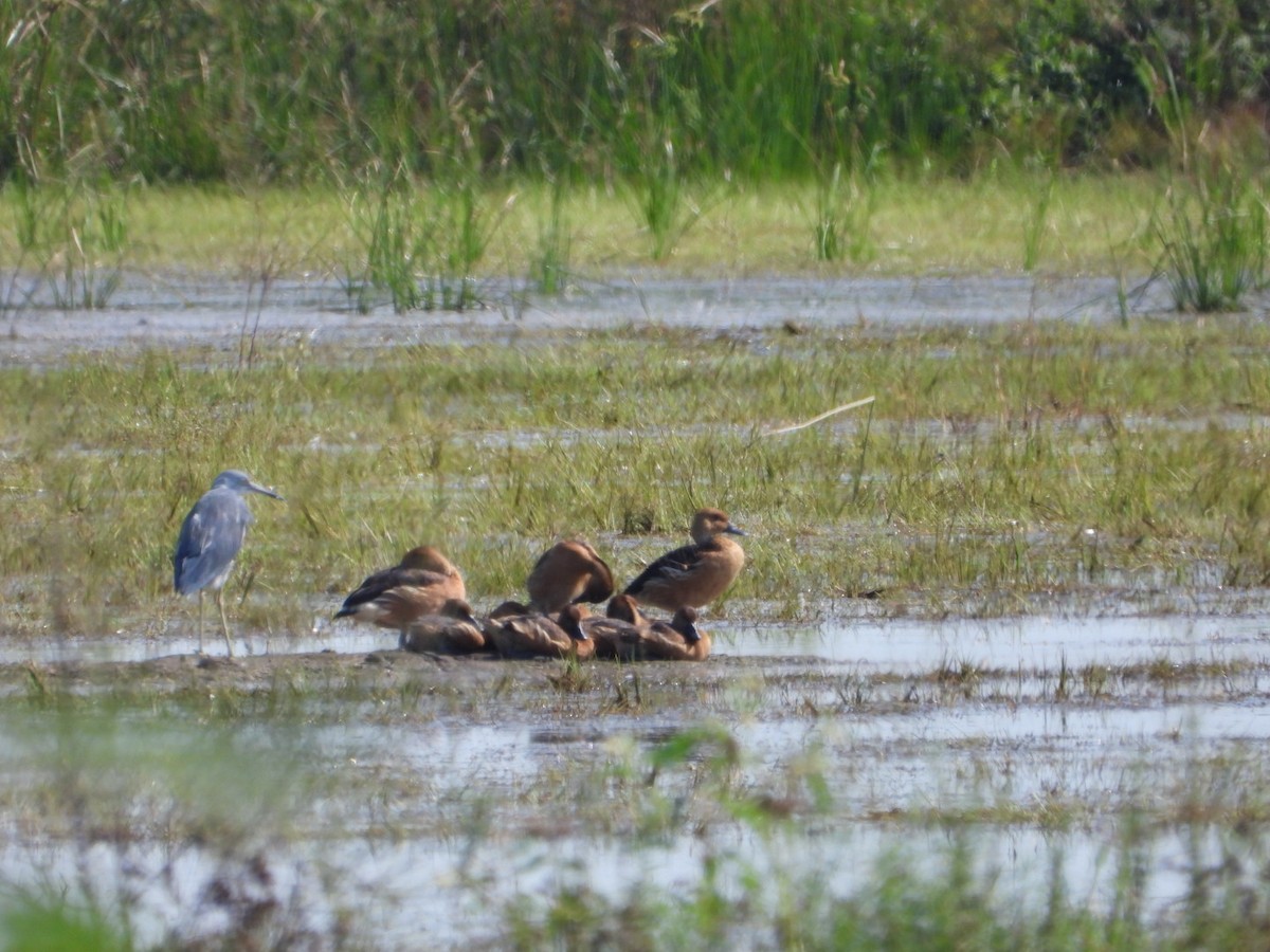 Fulvous Whistling-Duck - ML640613729