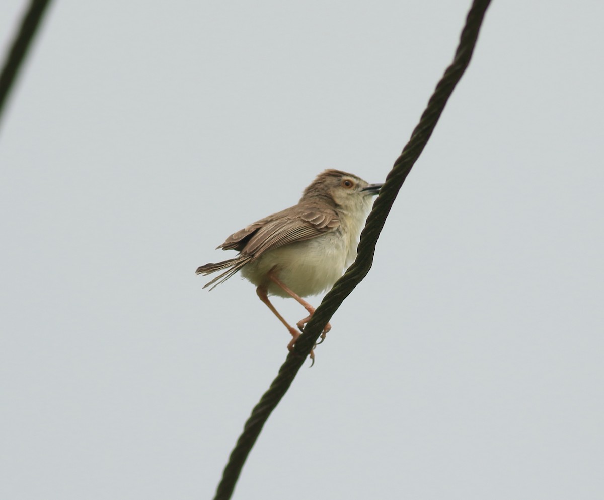 Prinia simple - ML640613757