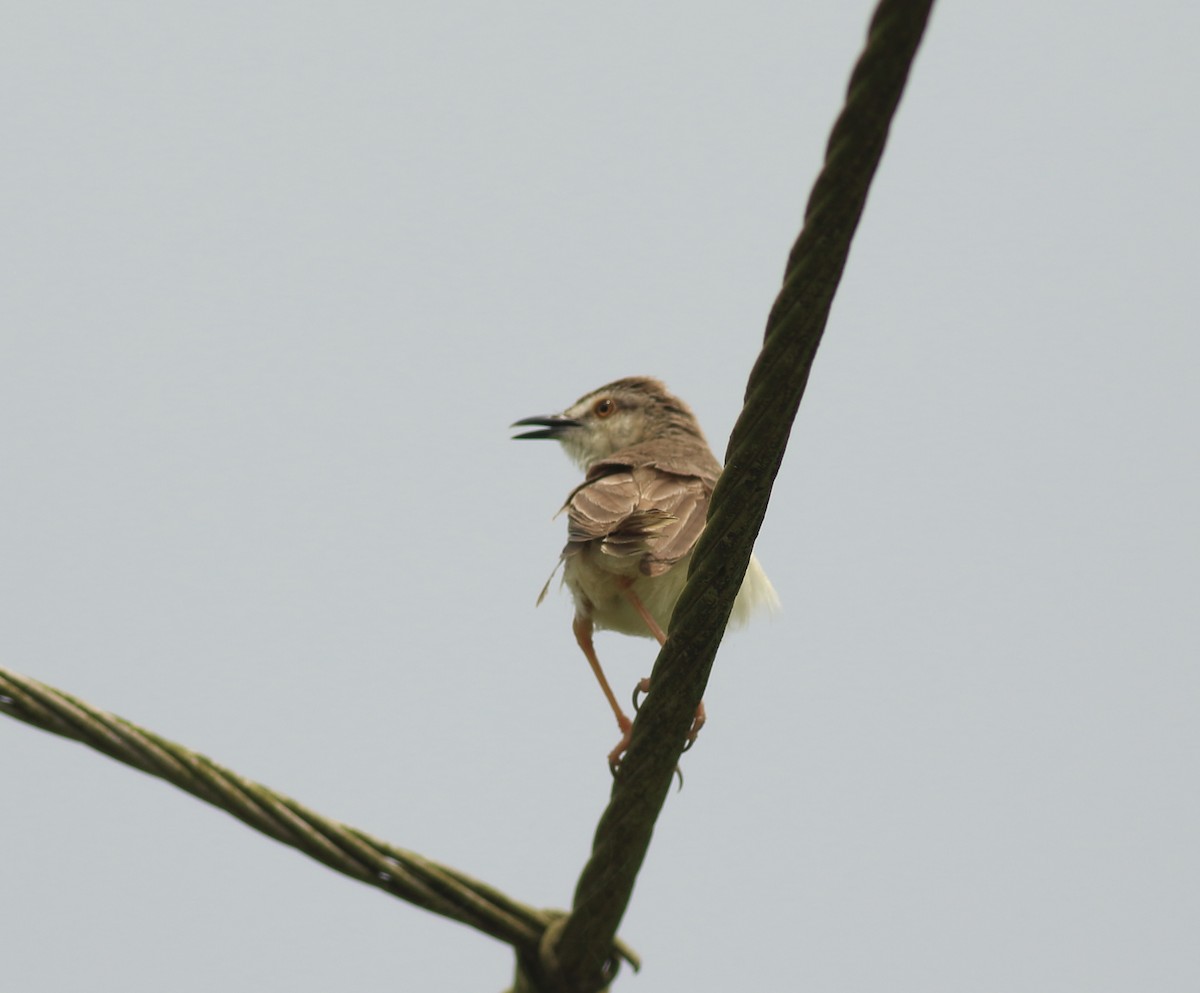 Prinia simple - ML640613758