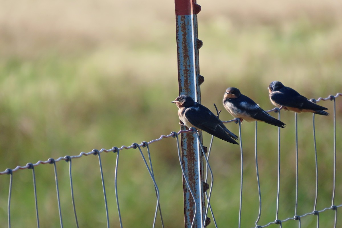 Barn Swallow - ML640613779