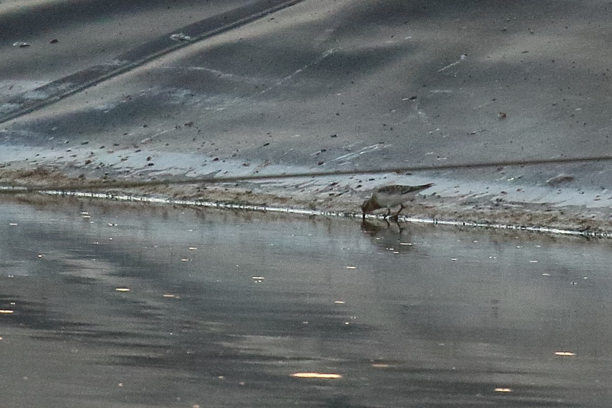 Baird's Sandpiper - ML640613809